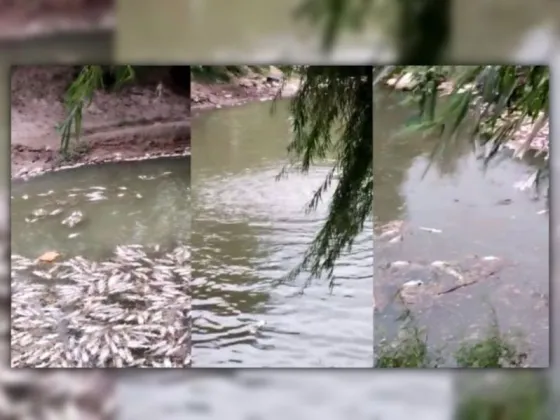 Se investiga la muerte de peces