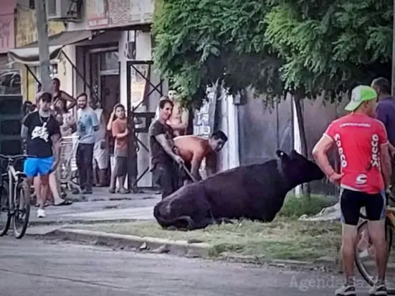 Saquearon un camión con ganado y faenaron a tres vacas en la calle