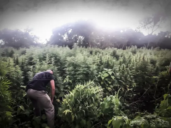 Arranca el juicio a los cabecillas de la megaplantación de marihuana en La Caldera