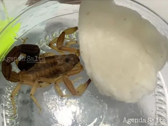 para la producción del suero, es necesario contar con animales vivos e intactos.