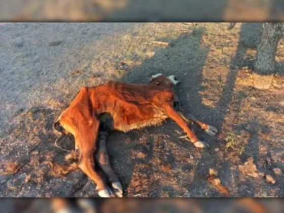 SANTA  FE: Las vacas pelean por una gota de agua y los productores reclaman la ayuda del Ejército