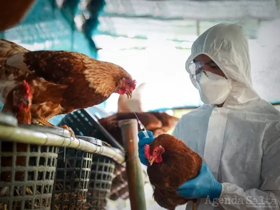 Gripe aviar: aseguran que no se transmite por la ingesta de alimentos y piden extremar medidas