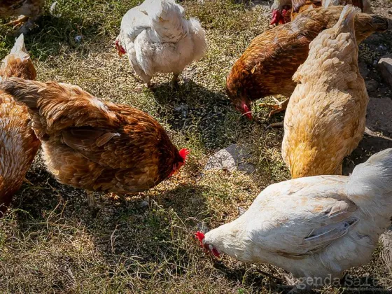 El primer caso de gripe aviar no formaba parte de animales de comercialización y si para consumo familiar