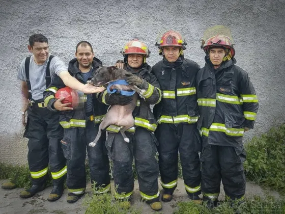 Bomberos sofocaron un incendio y rescataron un perrito en barrio Castañares