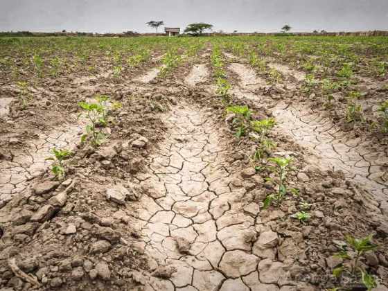 Sequía extrema en Salta "De no llover en esta semana se van a perder todo lo que es el cultivo de soja y maíz"