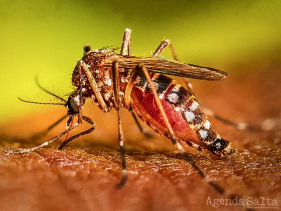 Confirmaron la circulación comunitaria de dengue en Orán, Güemes y departamento San Martín