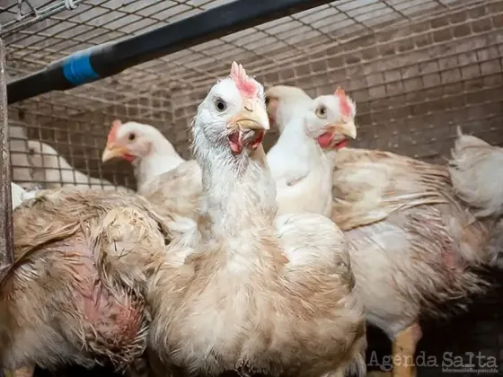 Gripe aviar: por el primer caso en aves de corral, el Gobierno suspendió las exportaciones