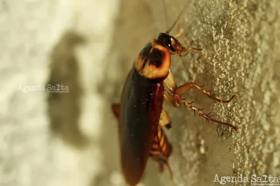 Un dato importante es que estos invertebrados pueden aguantar hasta 600 veces su peso