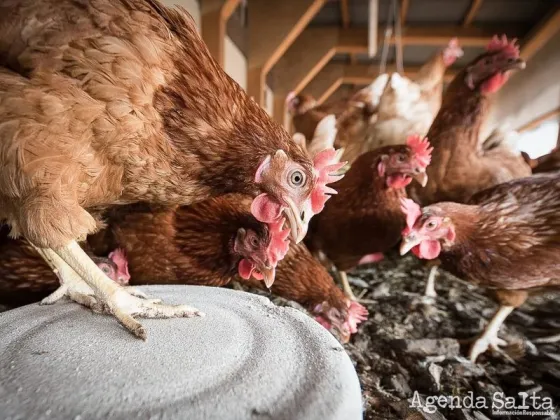 Gripe aviar: murieron 240 mil gallinas en Río Negro y Mar del Plata