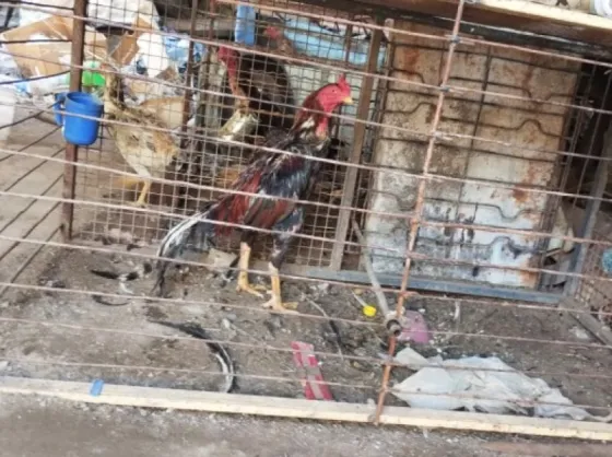 Infraccionaron a salteño por secuestrar gallos de riña