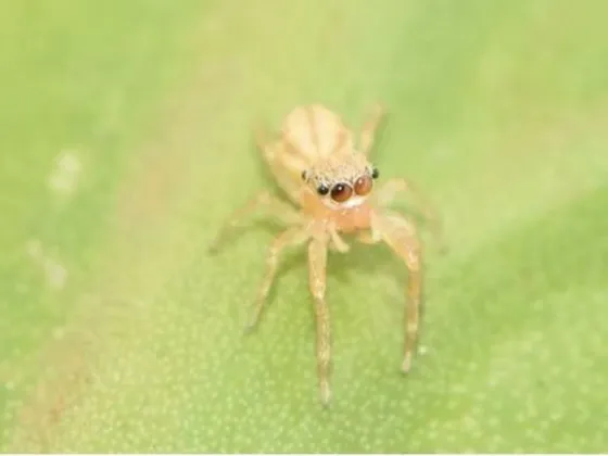 Descubrieron una nueva especie de araña saltadora y la llamaron "Scaloneta" en honor  la selección