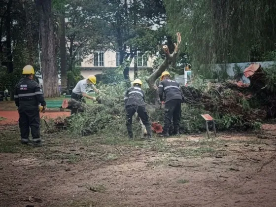 Equipos municipales intervienen por la caída de un árbol en Plaza 9 de Julio