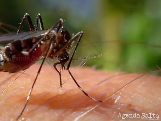 Confirman que un hombre de El Galpón es el segundo caso de Chikungunya en Salta