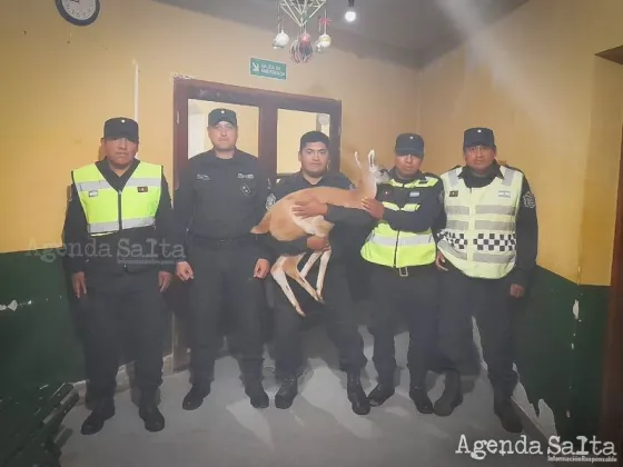 La policía de Salta rescató un guanaco