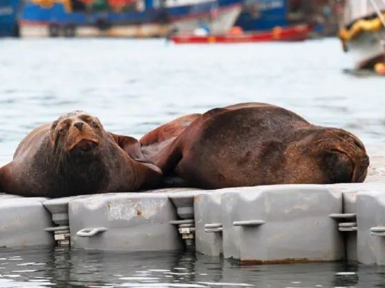 En Chile confirman la muerte de más de 70 lobos marinos y no descartan que sea por gripe aviar