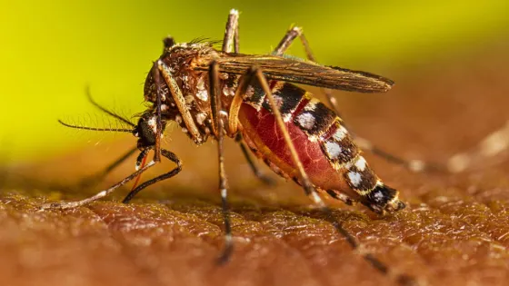 Se confirmaron más de 2800 casos de dengue en la provincia