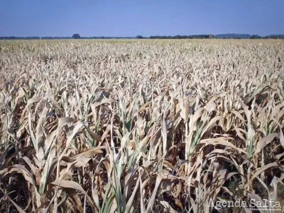 La sequía complicó el ingreso de dólares de la agroindustria y marcó niveles récord