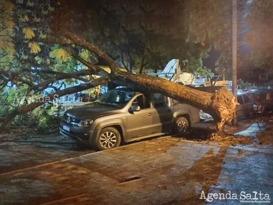 Por el fuerte temporal un árbol cayó sobre una camioneta