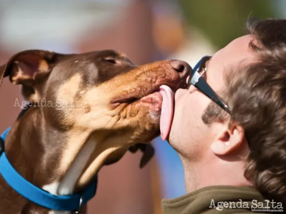 ¿Por qué los perros lamen la cara de las personas?