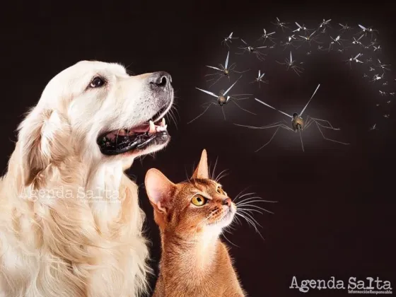 Aumento de casos de dengue en Salta: ¿los perros y los gatos son sensibles a la enfermedad?