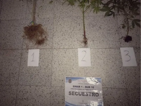 BARRIO LAS TUNAS: Incautaron plantas de FASO