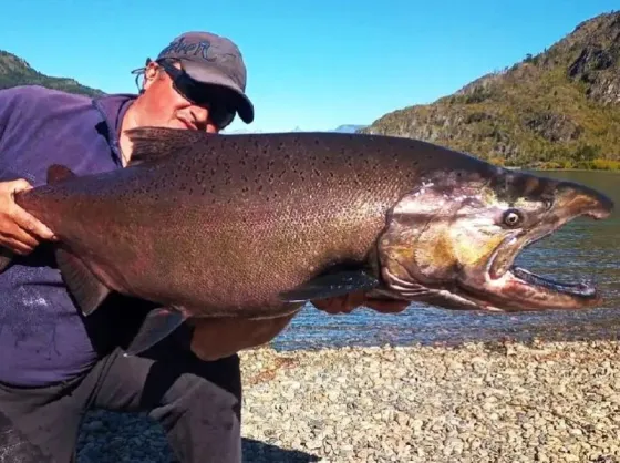 Un hombre pescó un salmón de 16 kilos en Lago Puelo