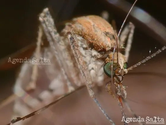 Dengue: descubren el secreto que hace tan eficaz al mosquito para contagiar la enfermedad