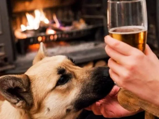 Coco, el perro alcohólico que fue rescatado para que pueda vivir sobrio