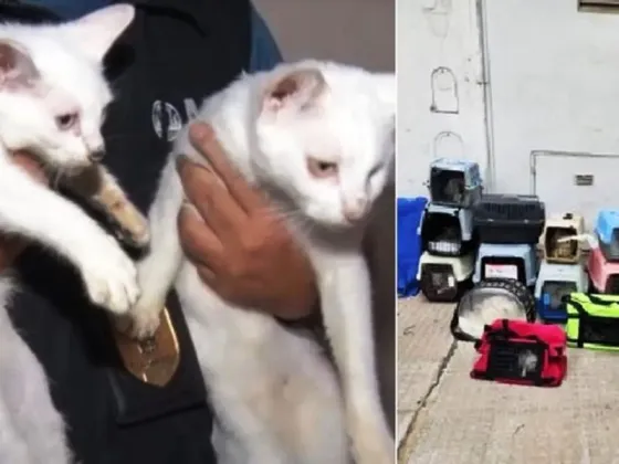 HORROR: una mujer acumulaba gatos, los almacenaba en el frezeer y los cocinaba