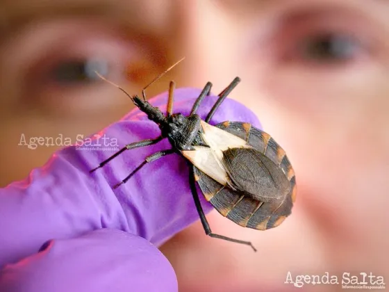 Día Mundial del Chagas: La tasa de detección es inferior al 10%  del total de infectados