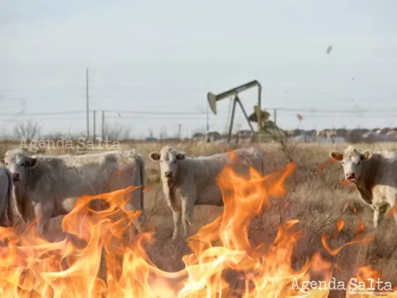 Más de 18.000 vacas murieron por una explosión en Texas