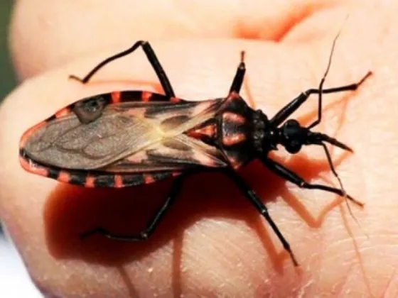 Día Mundial del Chagas: En Salta se trabaja para erradicar la enfermedad