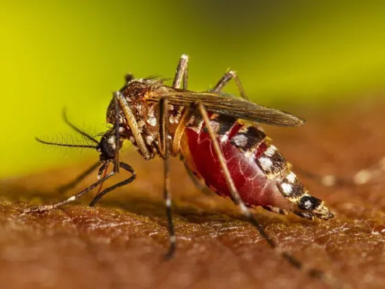 Se confirmaron los dos primeros muertos por dengue en la Ciudad de Buenos Aires y siguen subiendo los casos