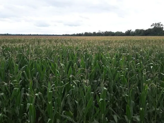 Sequía histórica: Salta eximirá del impuesto a la mera compra a la producción agrícola