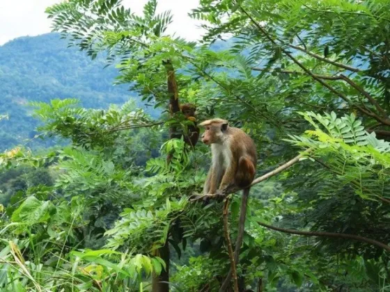 Sri Lanka venderá 100 mil monos en peligro de extinción a una empresa china