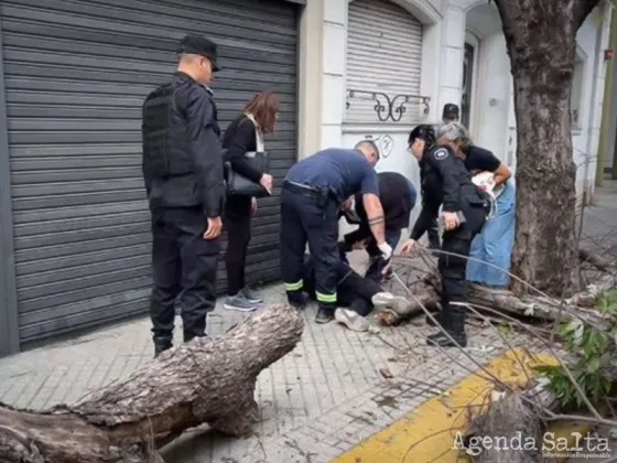 Salió a trabajar y se le cayó un árbol en la cabeza: “Pensé que estaba muerta”