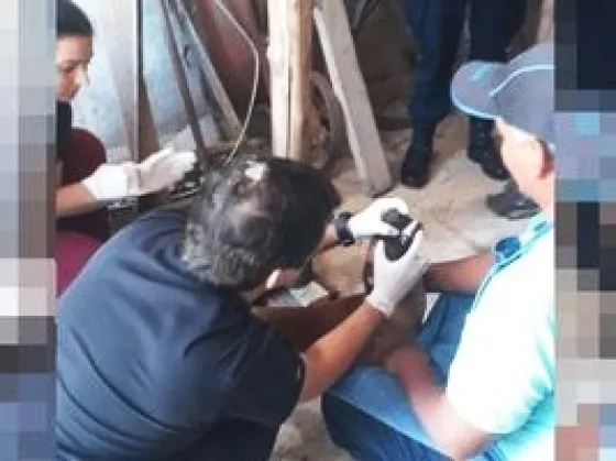 Veterinario revisando a uno de los animales