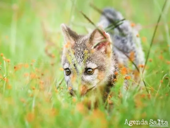 Cómo actuar ante la presencia de animales silvestres en áreas periurbanas