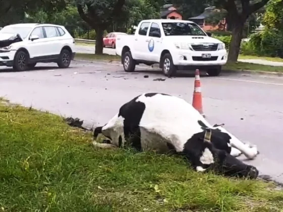 Una mujer choco contra una vaca camino a San Lorenzo