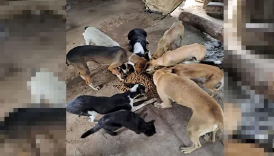 Decenas de perritos y gatitos fueron rescatados de una finca salteña donde eran maltratados