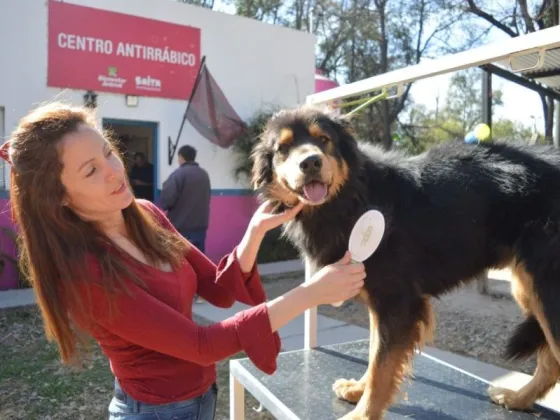 La Municipalidad desmiente proyecto para el retiro de animales en situación de calle