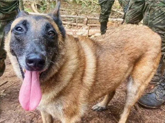 Wilson el perro rescatista que fue clave para encontrar a los niños y que ahora está perdido