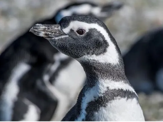 Encontraron cerca de 300 pingüinos muertos en las playas de Uruguay