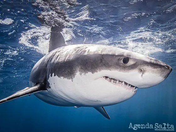 ¿Tiburones drogados? Científicos creen que podrían estar ingiriendo cocaína