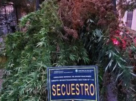 Anciana detenida por plantar marihuana en su casa