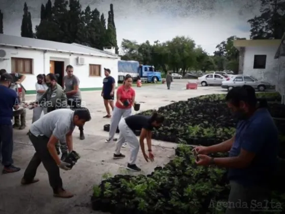 Megaplantación de Faso en La Caldera: son 11 los detenidos vinculados con la organización