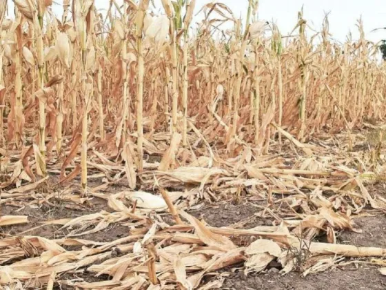 Se encienden alertas por lluvias insuficientes para recuperar la producción del campo tras la sequía