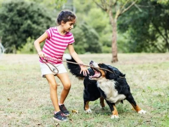 Por mes, reportan de 45 a 60 mordeduras de animales a niños y niñas