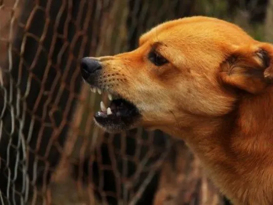 El hospital Materno Infantil atiende por mes alrededor de 50 niños mordidos por animales