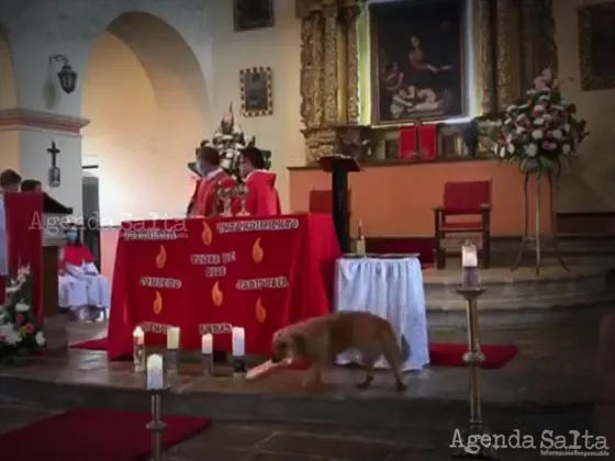 Perro se robó el pan de la iglesia, quedó grabado en un video y se hizo viral